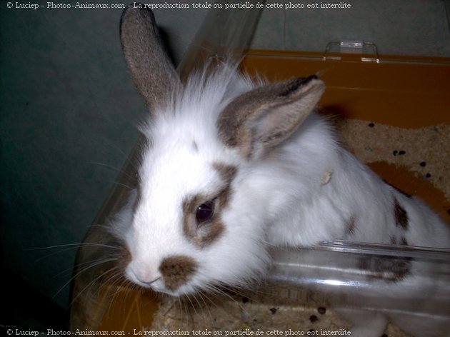 Photo de Lapin