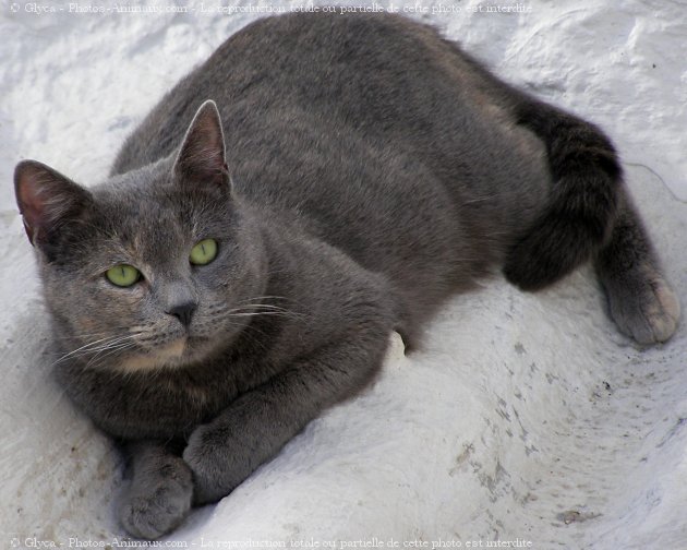 Photo de Chat domestique