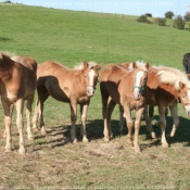 Photo de Haflinger