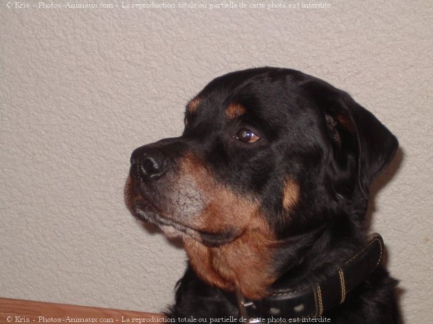 Photo de Rottweiler