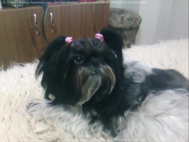 Photo de Shih tzu