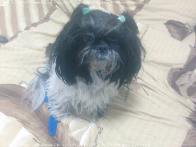 Photo de Shih tzu