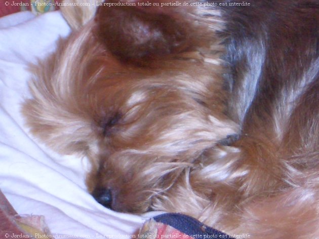 Photo de Yorkshire terrier