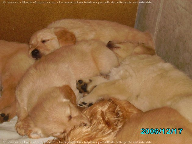 Photo de Golden retriever