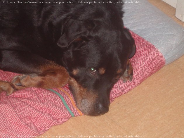 Photo de Rottweiler