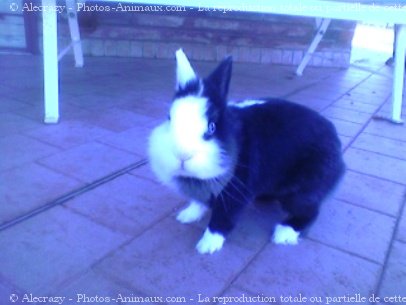 Photo de Lapin