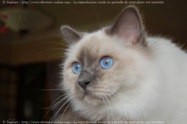 Photo de Sacr de birmanie