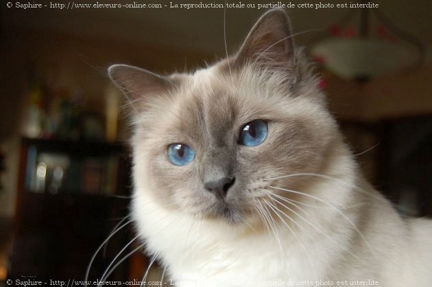 Photo de Sacr de birmanie