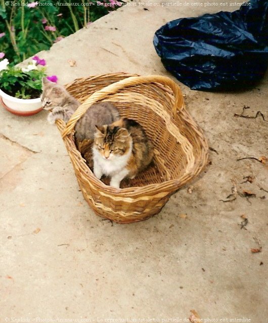 Photo de Chat domestique