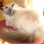 Photo de Sacr de birmanie