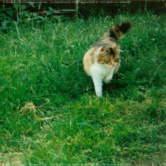 Photo de Chat domestique