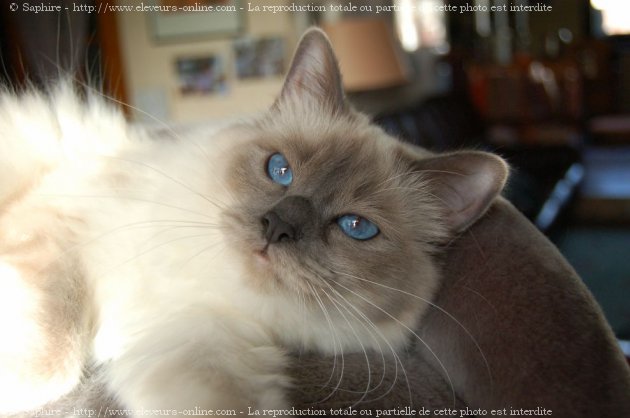 Photo de Sacr de birmanie