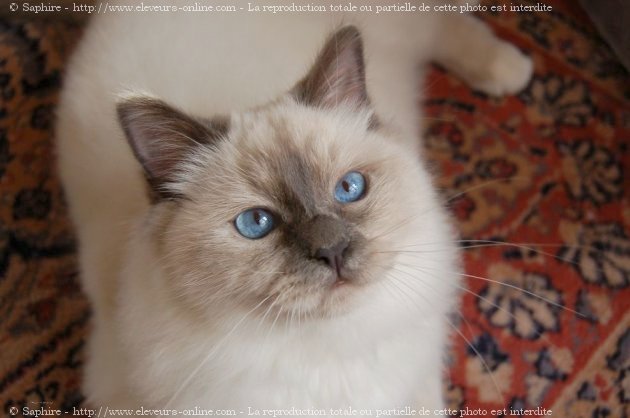 Photo de Sacr de birmanie