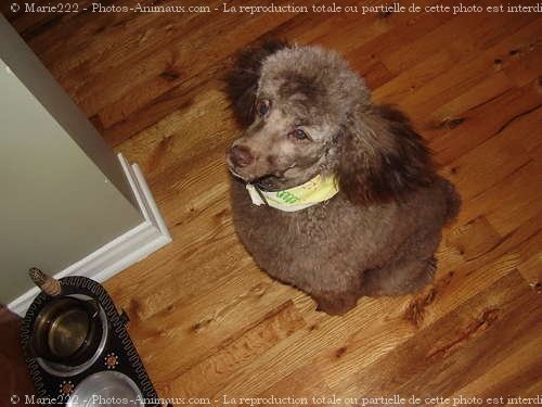 Photo de Caniche moyen