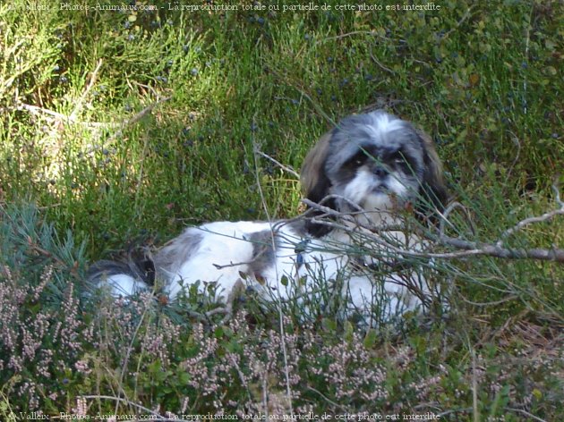 Photo de Shih tzu