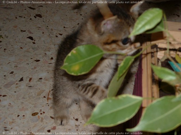 Photo de Chat domestique