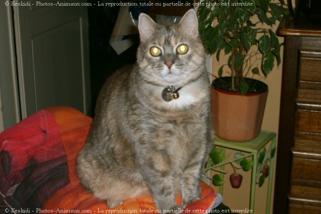 Photo de Chat domestique