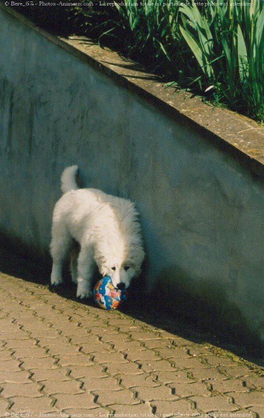 Photo de Kuvasz