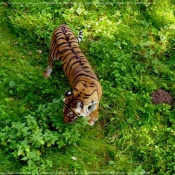 Photo de Tigre