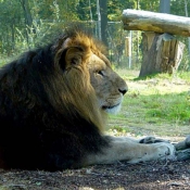 Photo de Lion