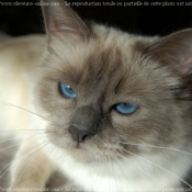 Photo de Sacr de birmanie