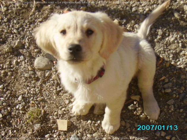 Photo de Golden retriever