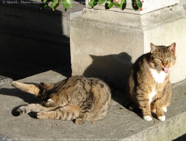 Photo de Chat domestique