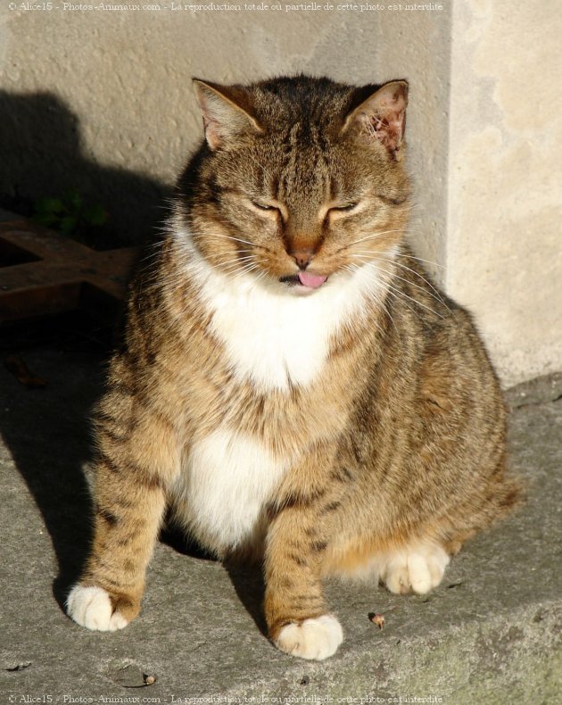 Photo de Chat domestique