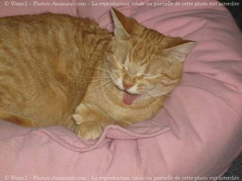 Photo de Chat domestique