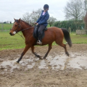 Photo de Poney franais de selle