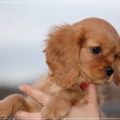 Photo de Cavalier king charles spaniel