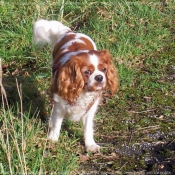 Photo de Cavalier king charles spaniel