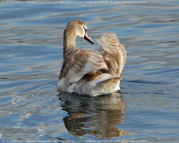 Photo de Cygne