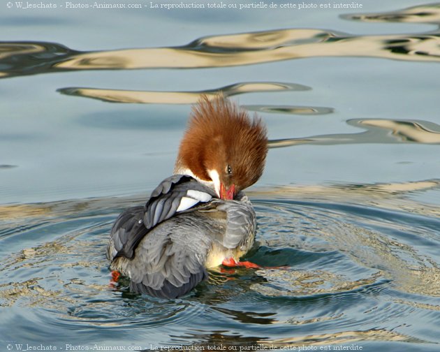 Photo de Canard