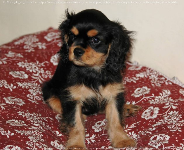 Photo de Cavalier king charles spaniel