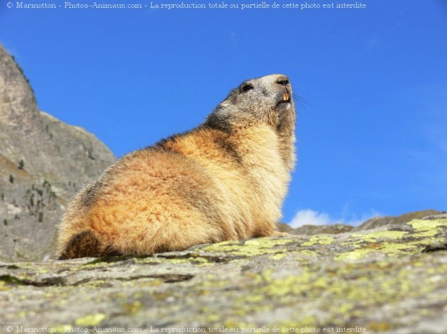 Photo de Marmotte