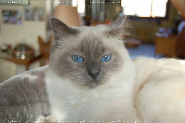 Photo de Sacr de birmanie