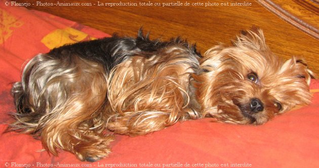 Photo de Yorkshire terrier