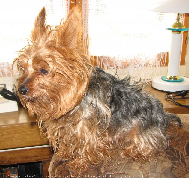 Photo de Yorkshire terrier