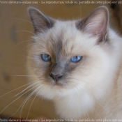 Photo de Sacr de birmanie