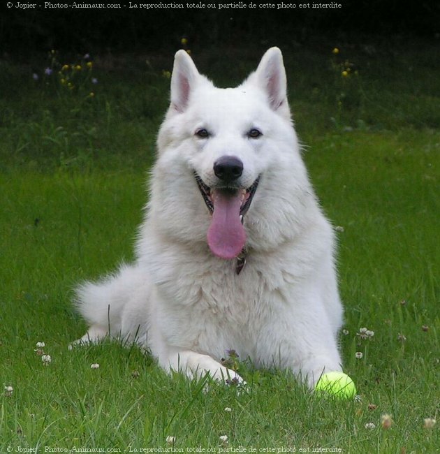 Photo de Berger blanc suisse