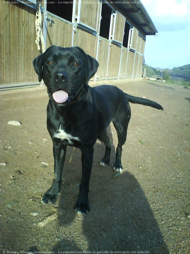 Photo de Labrador retriever