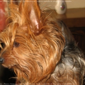 Photo de Yorkshire terrier