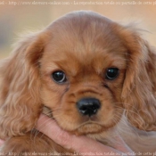 Photo de Cavalier king charles spaniel