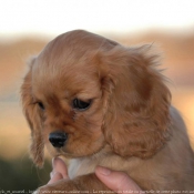 Photo de Cavalier king charles spaniel