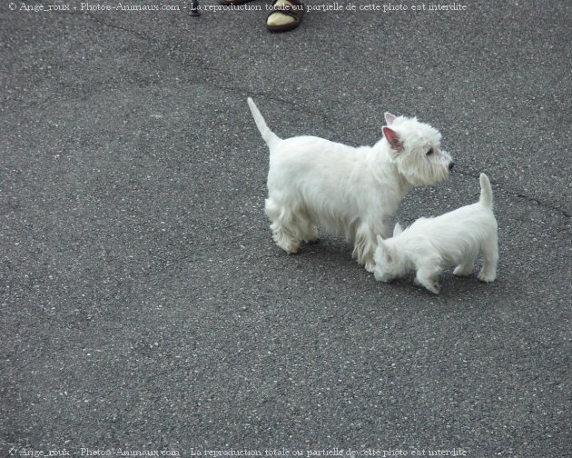 Photo de West highland white terrier