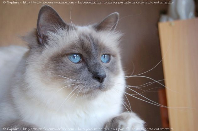 Photo de Sacr de birmanie