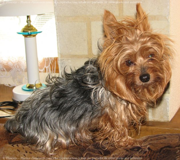 Photo de Yorkshire terrier