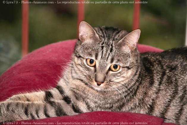 Photo de Chat domestique