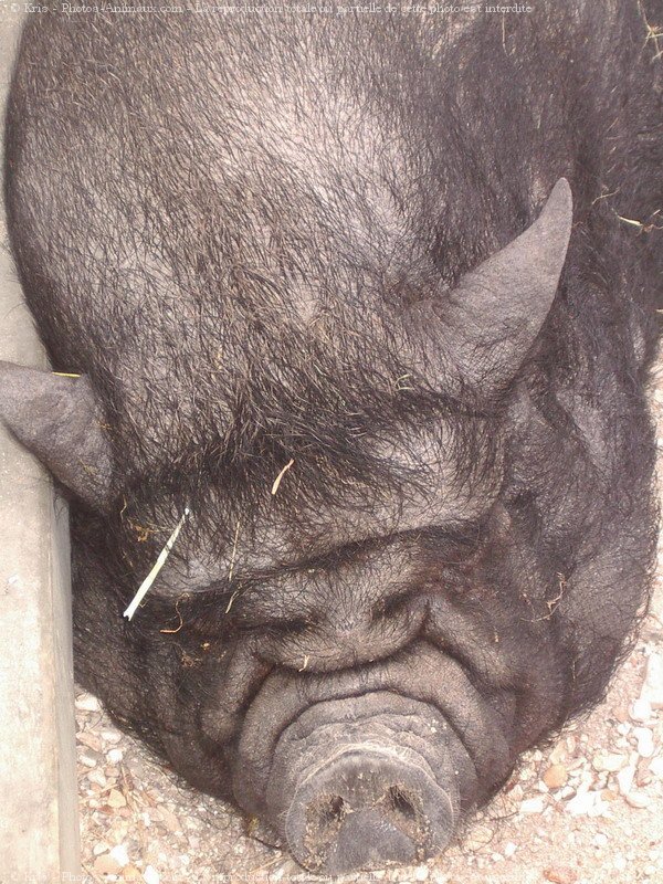 Photo de Cochon